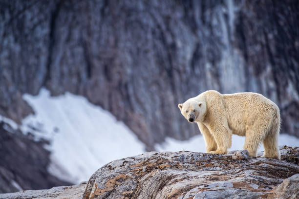 Svalbard Polar Safari